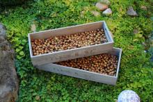 bedýnky s mřížkou na sušení ořechů a bylin